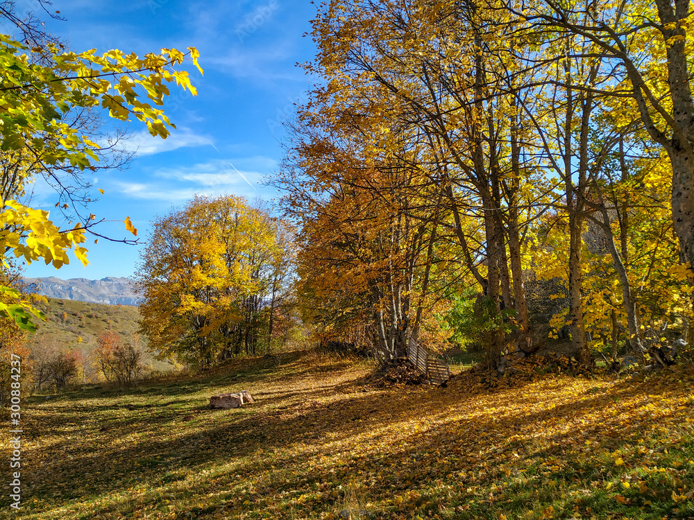Serene peaceful nature found in the wild forest with colorful trees and golden leaves on the ground decorated with shadows on a fantasy like meadow in the autumn fall