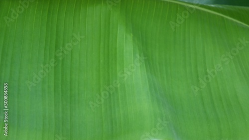 green fresh banana leaves for background