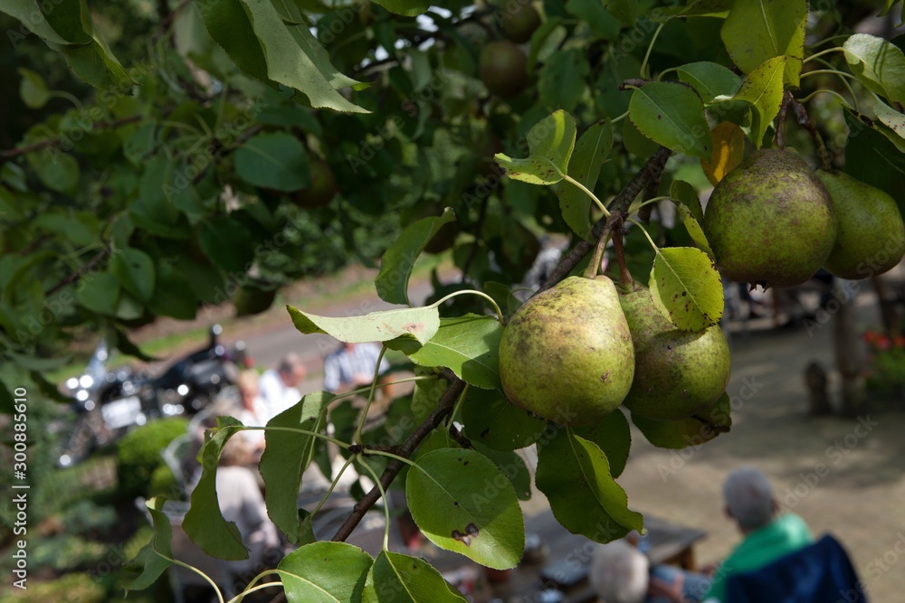 Pears at the tree. Pears at the tree.