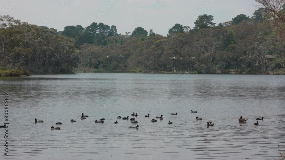 Wide shot of Ducks and Eurasian Coots floating in the middle of a mountain lake on a windy afternoon Wide shot of Ducks and Eurasian Coots floating in the middle of a mountain lake on a windy afternoon