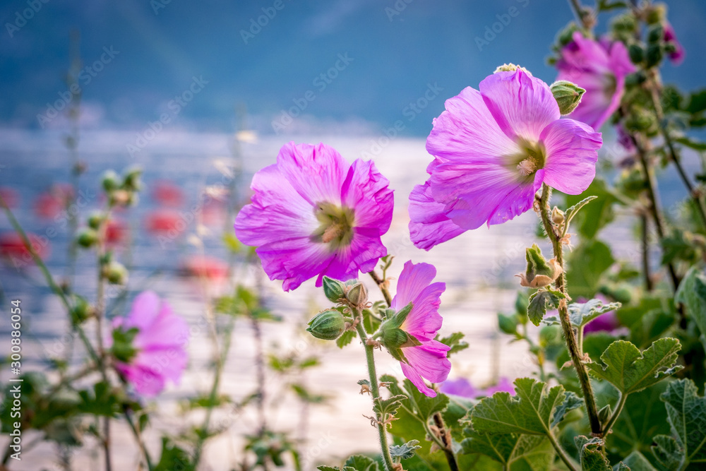 Beautiful pink flowers at sunset overlooking a Kotor bay, Montenegro Beautiful pink flowers at sunset overlooking a Kotor bay, Montenegro