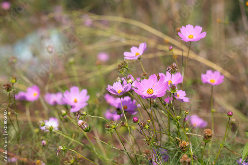 가을의 코스모스