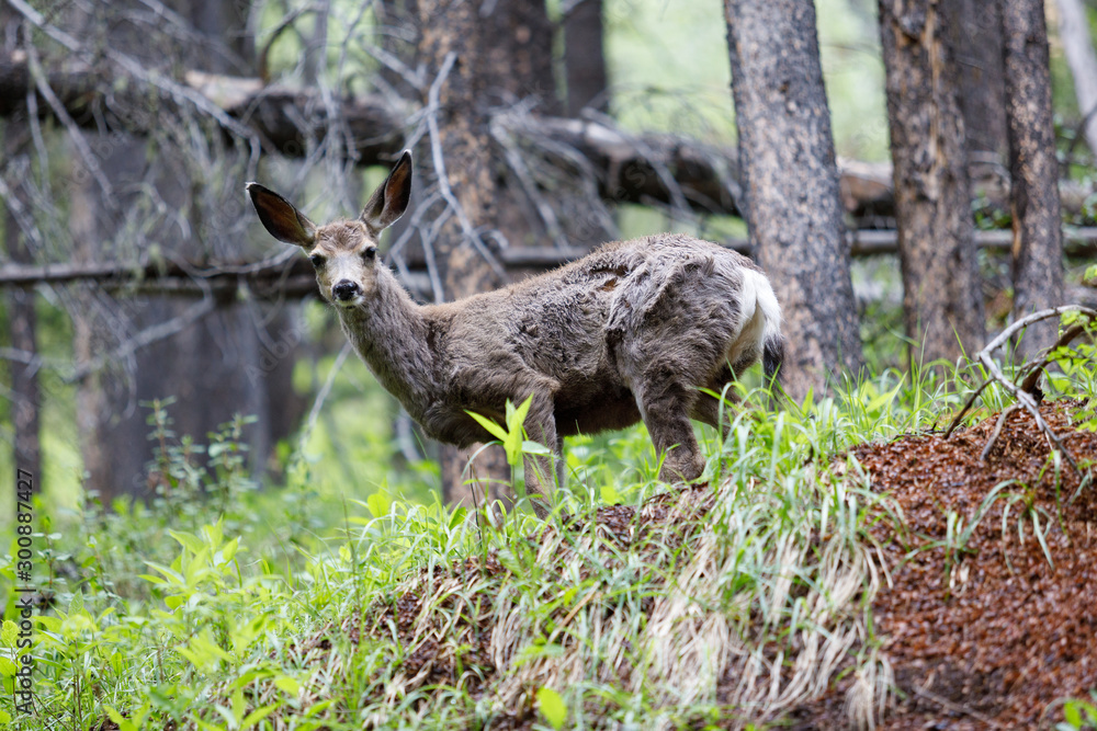 Fototapeta premium Odocoileus Virginianus in Alberta Canada