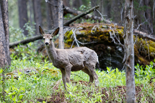 Odocoileus Virginianus in Alberta Canada