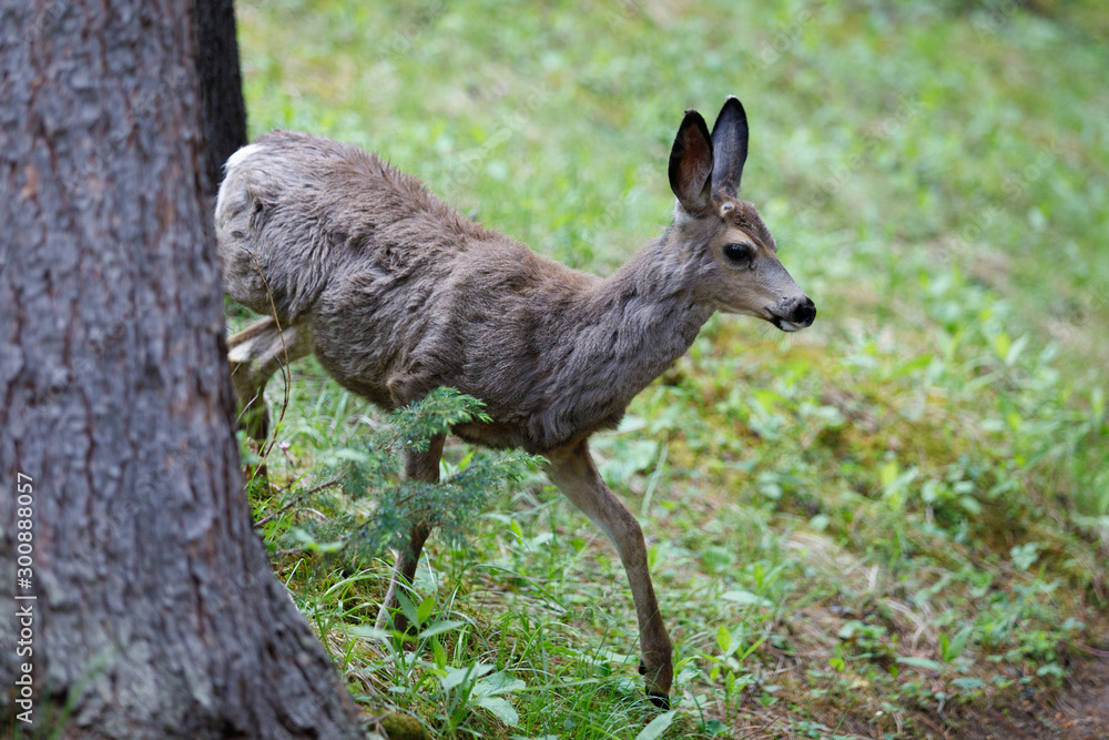 Odocoileus Virginianus in Alberta Canada Odocoileus Virginianus in Alberta Canada