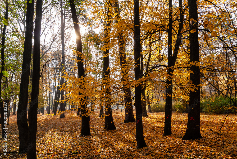 Obraz premium Park Konstytucji 3 Maja w Białymstoku, Jesień w parku Zwierzynieckim, Białystok, Podlasie