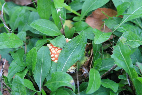 Hidden mushroom