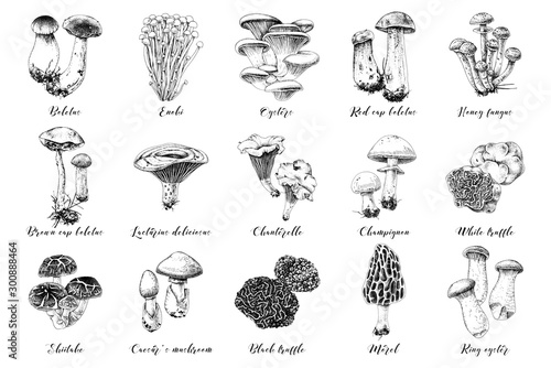 Hand drawn edible mushrooms collection