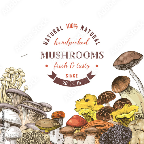 Background with hand drawn edible mushrooms
