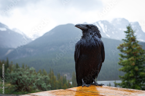 Corvus brachyrhynchos in Jasper, Canada