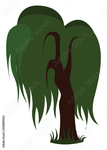Weeping willow, illustration, vector on white background.