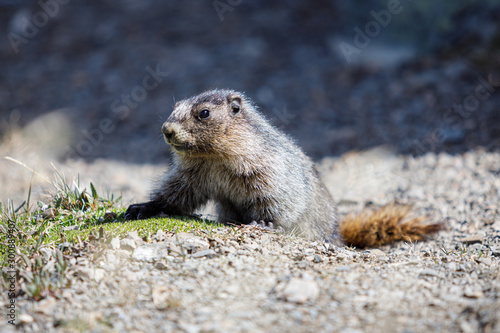 Hoary marmot in Alberta Canada