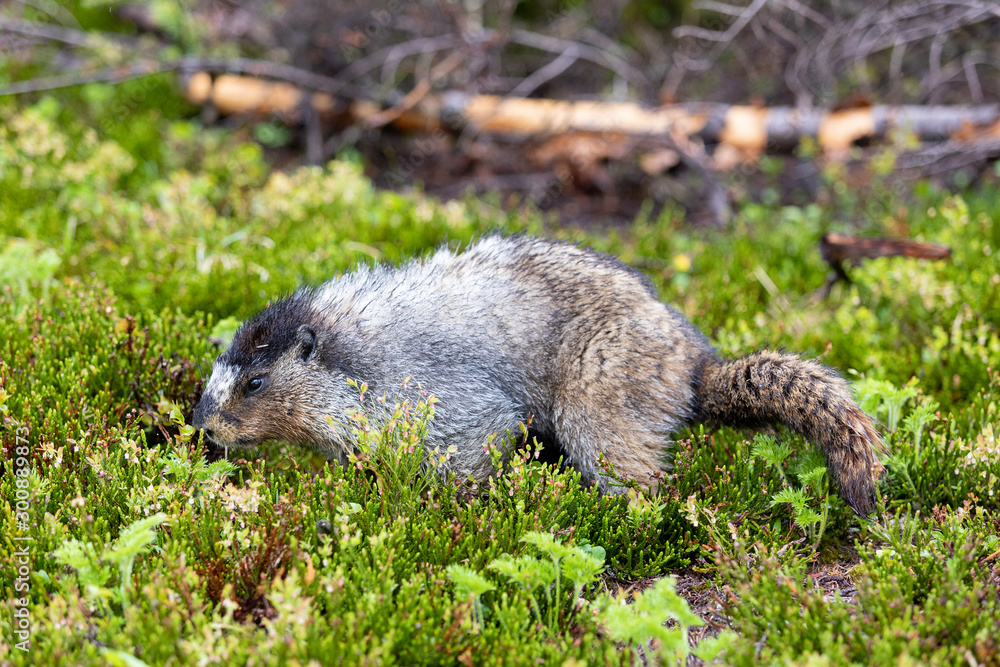 Fototapeta premium Hoary marmot in Alberta Canada