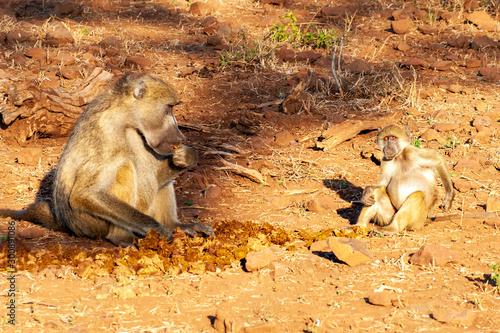 Chacma or Cape Baboon, Mother and baby eating dung, sorting through faeces photo