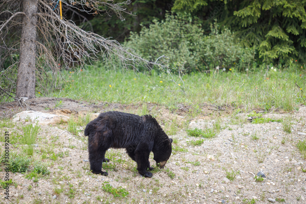 Will Ursus Americanus en Banff, Canada Will Ursus Americanus en Banff, Canada