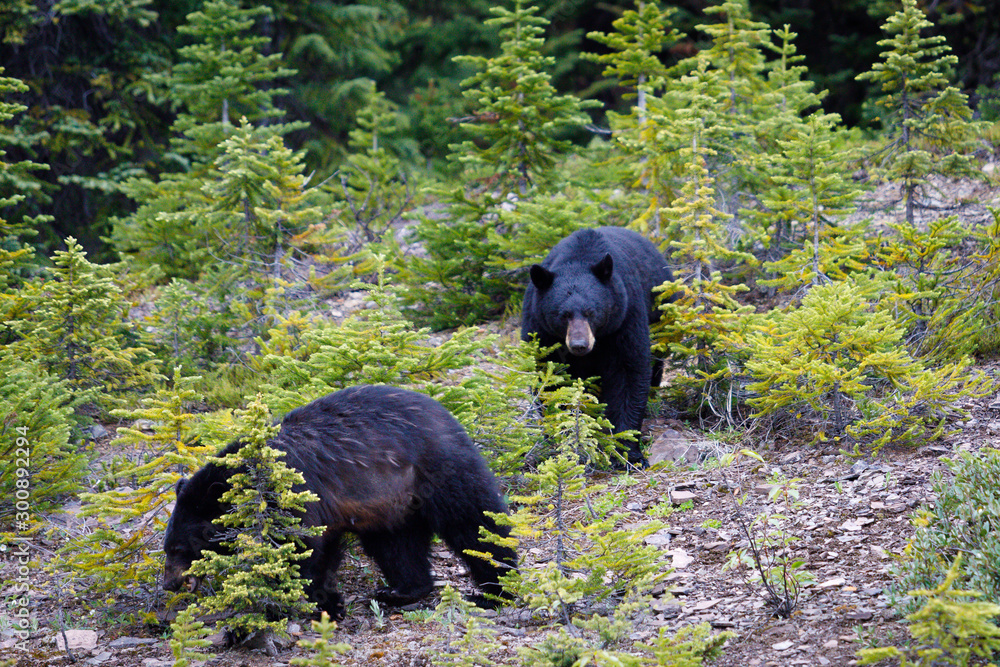 Will Ursus Americanus en Banff, Canada Will Ursus Americanus en Banff, Canada