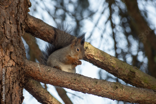 Cute squirrel eats a nut on the tree