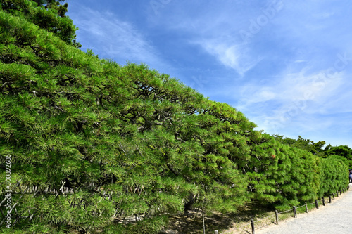 真夏の栗林公園 松の垣根