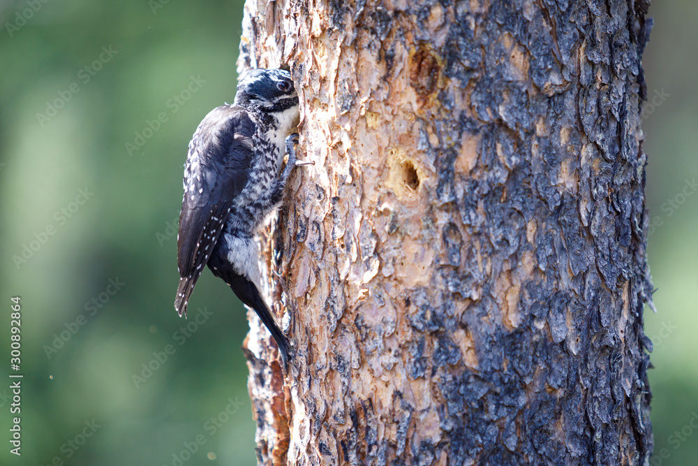 Obraz premium Dryobates pubescens in Jasper per Canada