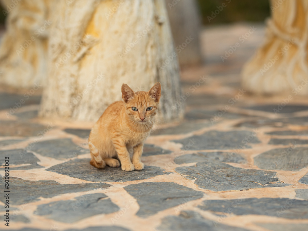 Sad little red cat on the street. Sad little red cat on the street.