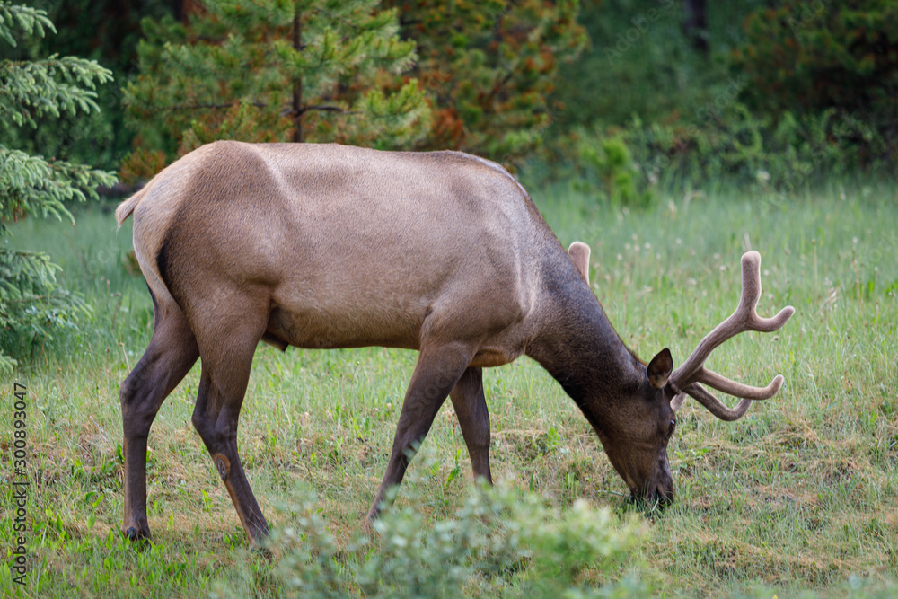 Uapití, Wapití, Cervus Canadensis in Canada Uapití, Wapití, Cervus Canadensis in Canada