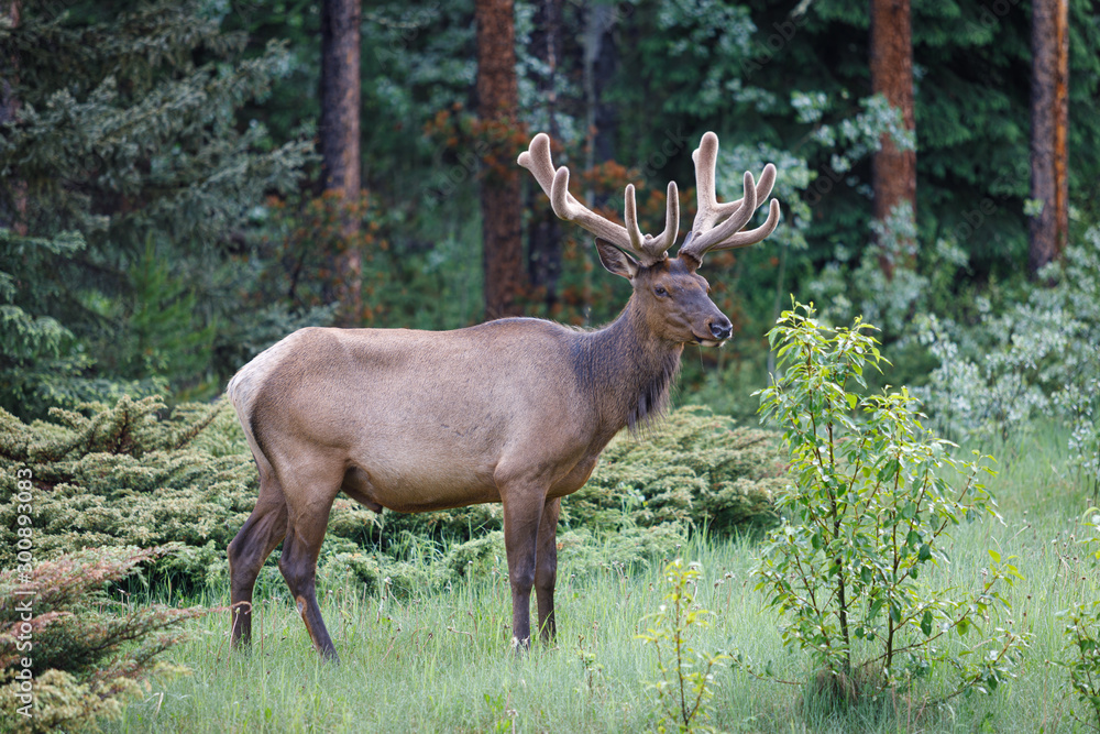 Uapití, Wapití, Cervus Canadensis in Canada Uapití, Wapití, Cervus Canadensis in Canada