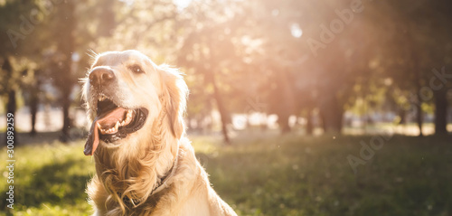 panoramic shot of golden retriever sitting on meadow in sunlight