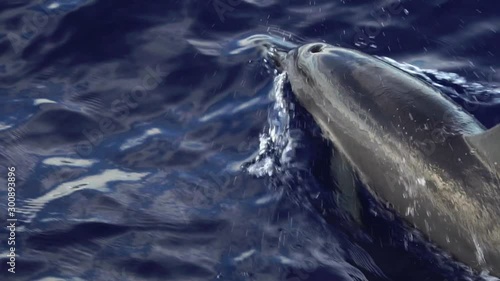 凪の海を泳ぐハシナガイルカ　スローモーション