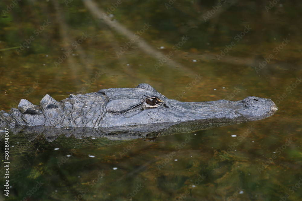 Alligator Miami Floride Everglade USA Alligator Miami Floride Everglade USA