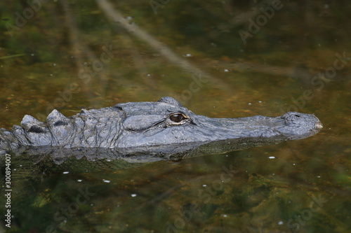 Alligator Miami Floride Everglade USA