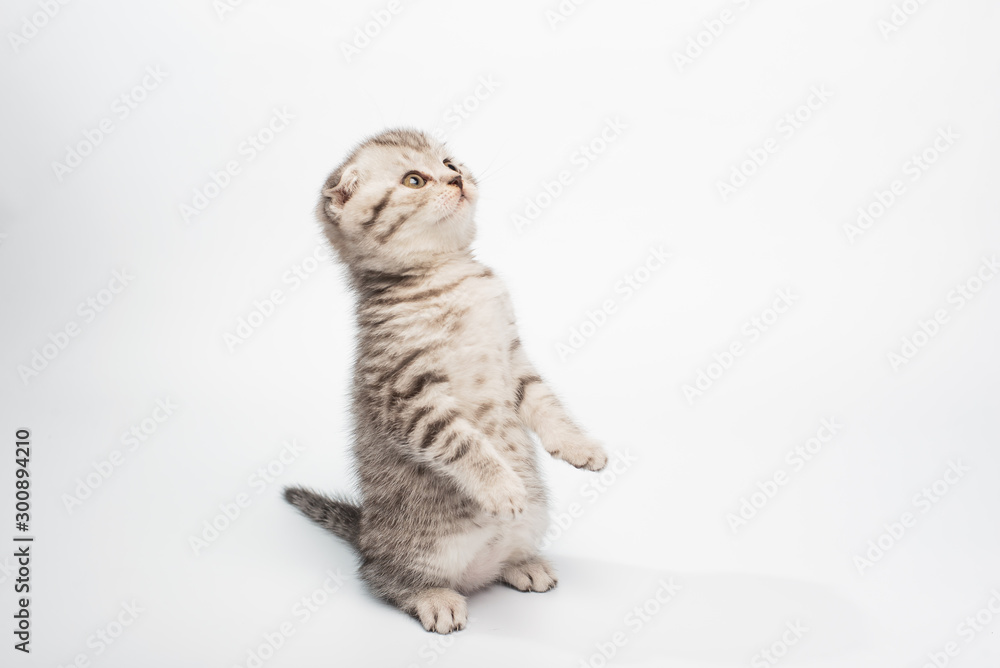 Fototapeta premium kitten on white background