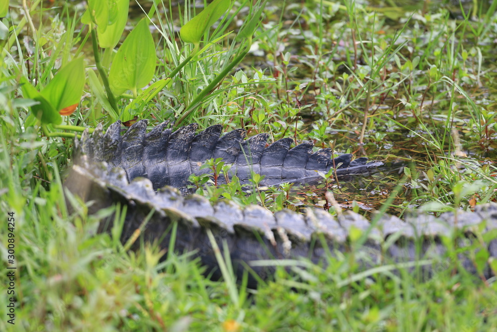 Alligator Miami Floride Everglade USA Alligator Miami Floride Everglade USA