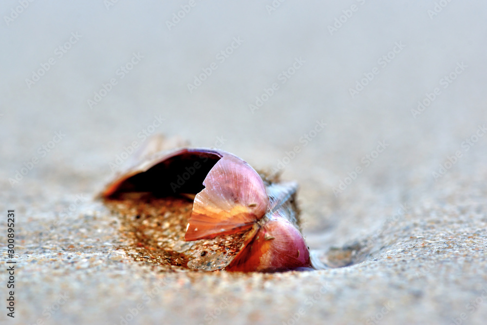 Shell on the sand