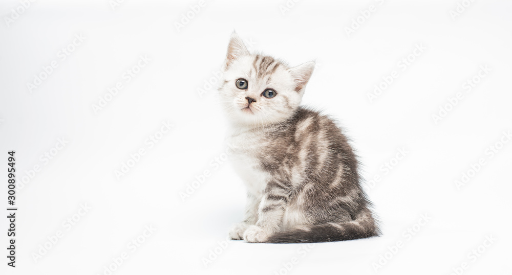 kitten on white background kitten on white background