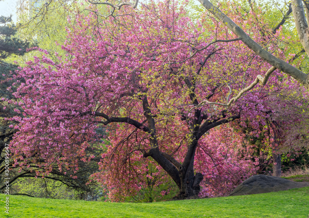 Fototapeta premium Central Park in spring