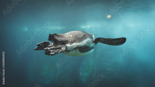 pływający pingwin 
