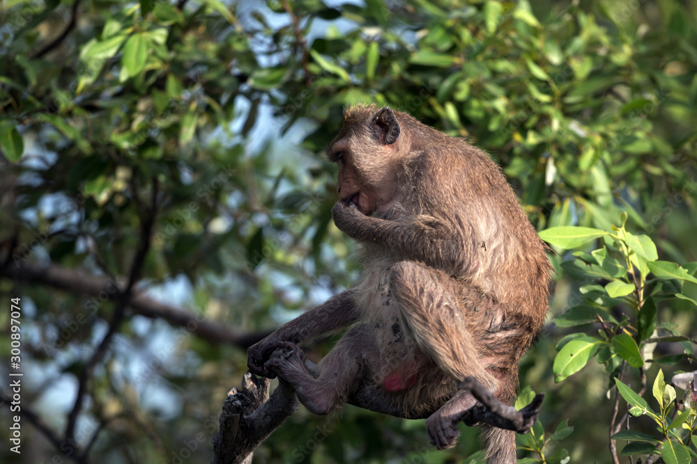 Naklejka premium monkey on the tree