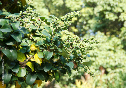 Murais de parede Commiphora wightii, with common names Indian bdellium-tree or Mukul myrrh tree, is a flowering plant in the family Burseraceae