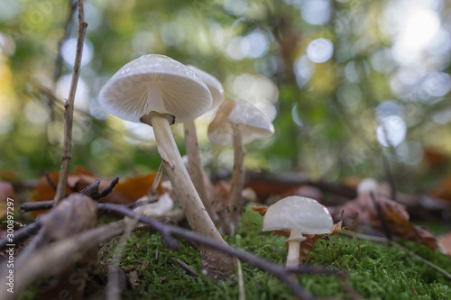White mushrooms in the autumn's forest © Ewelina Telezynska 