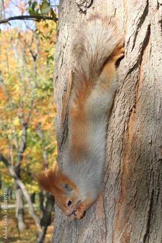 squirrel on tree