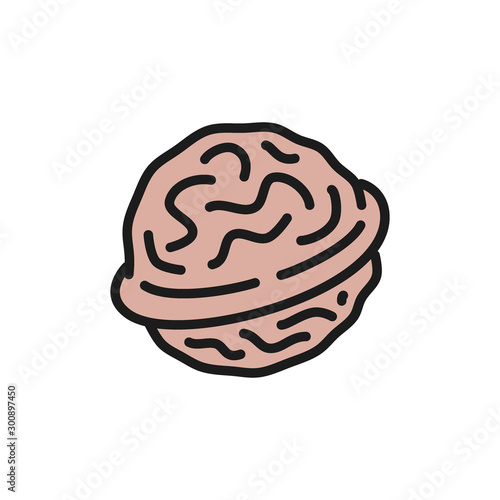 Vector walnut flat color icon. Isolated on white background