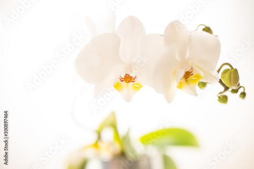 White orchid on a bright white background