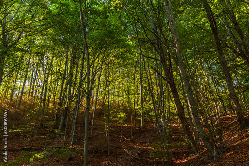 Arboles y bosque en otoño