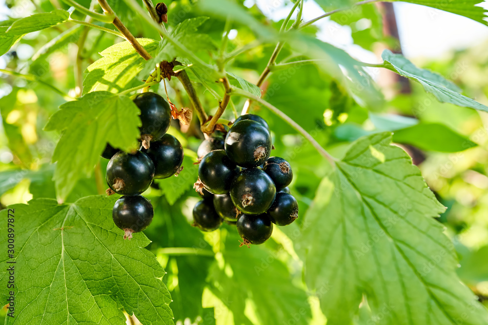Bunches of blackcurrant berries on a bush, closeup Bunches of blackcurrant berries on a bush, closeup