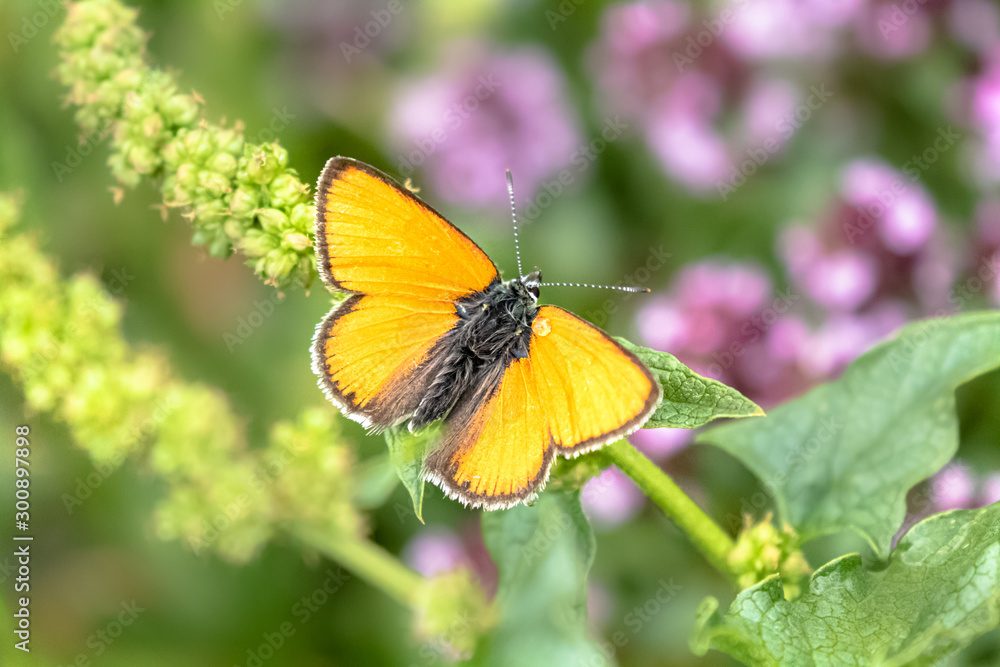macro di una farfalla della famiglia delle lycaenidae macro di una farfalla della famiglia delle lycaenidae