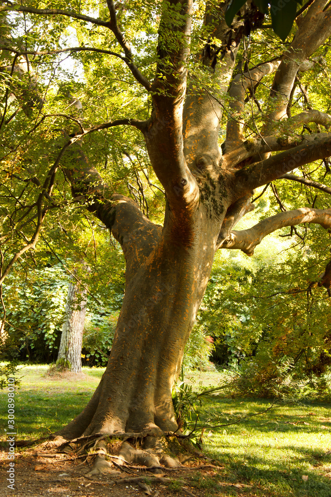 Fototapeta premium the trunk of a large ancient tree in the Park in the sunlight