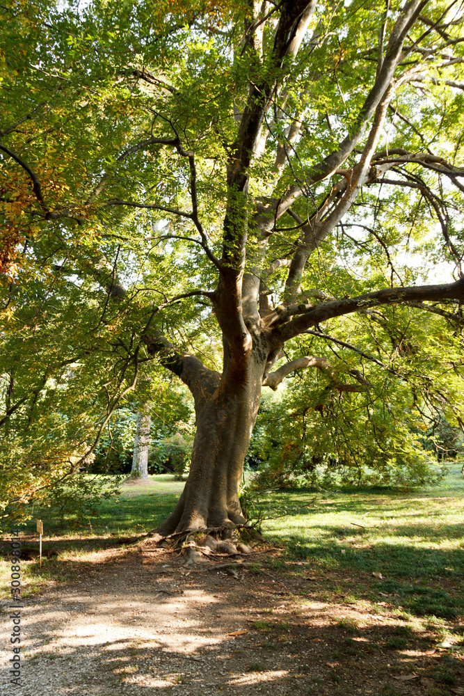 the trunk of a large ancient tree in the Park in the sunlight the trunk of a large ancient tree in the Park in the sunlight