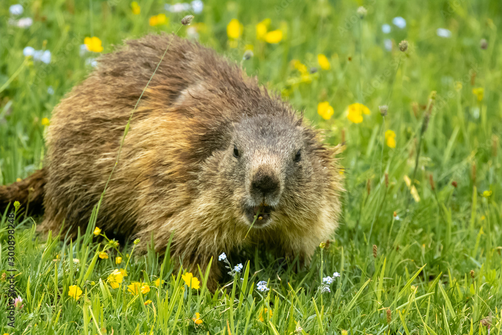 Naklejka premium primo piano di una marmotta