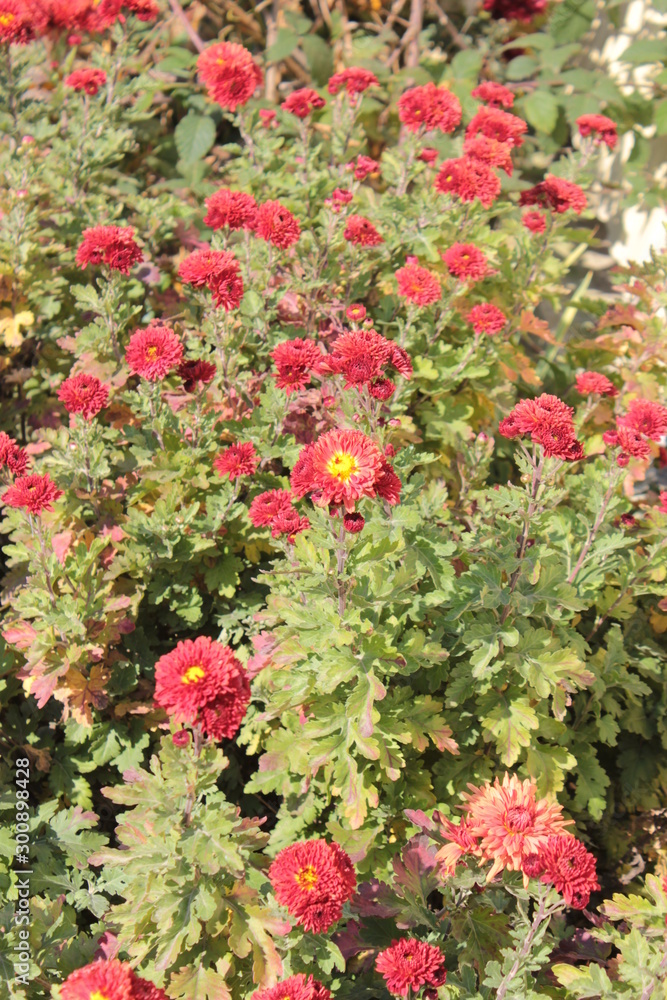 Flower bed with red chrysanthemums.