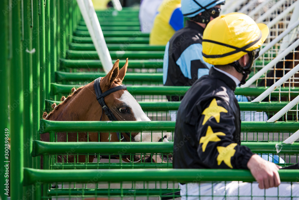 Close Up View Of Race Horse Entering Starting Gate Horse Racing Action Stock Photo Adobe Stock